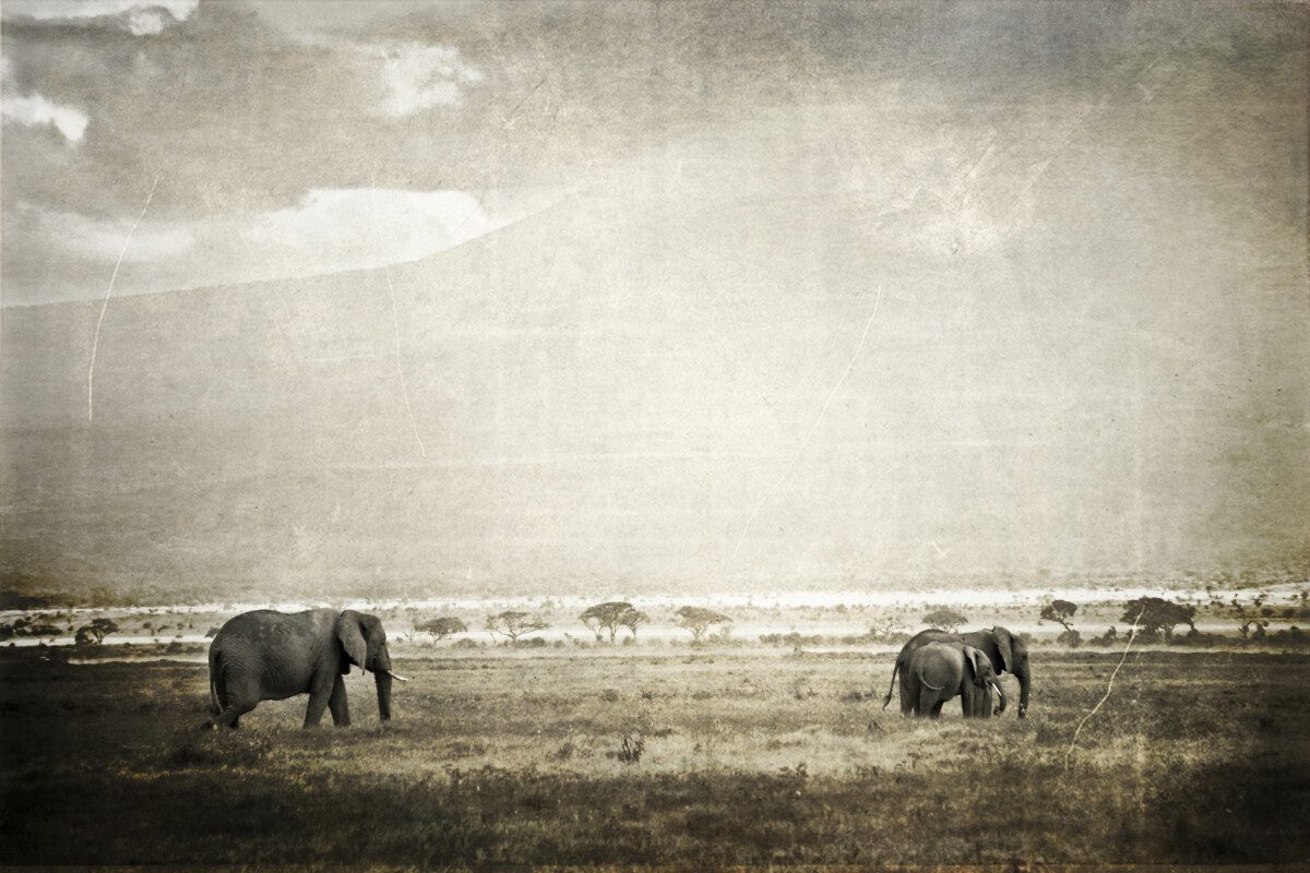 Elefanti all'Amboseli