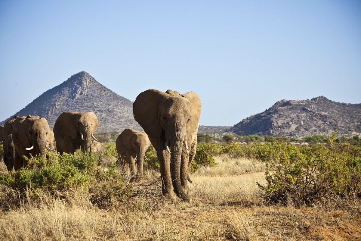 samburu park