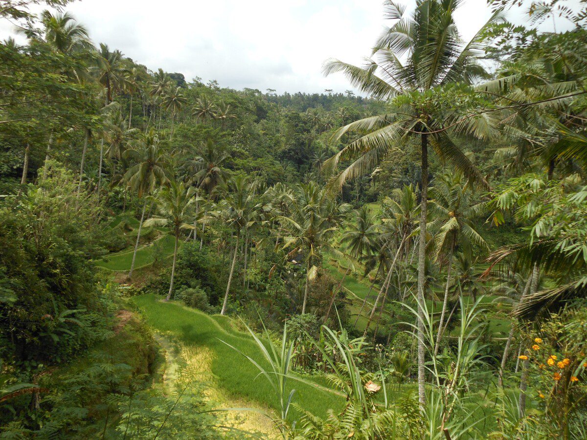 Indonesia, Le Isole Di Giava, Bali, Flores E Gili Meno | Turisti Per Caso