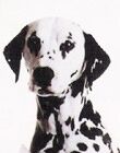 Autore Avatar