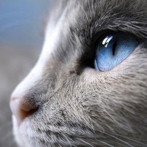 Autore Avatar