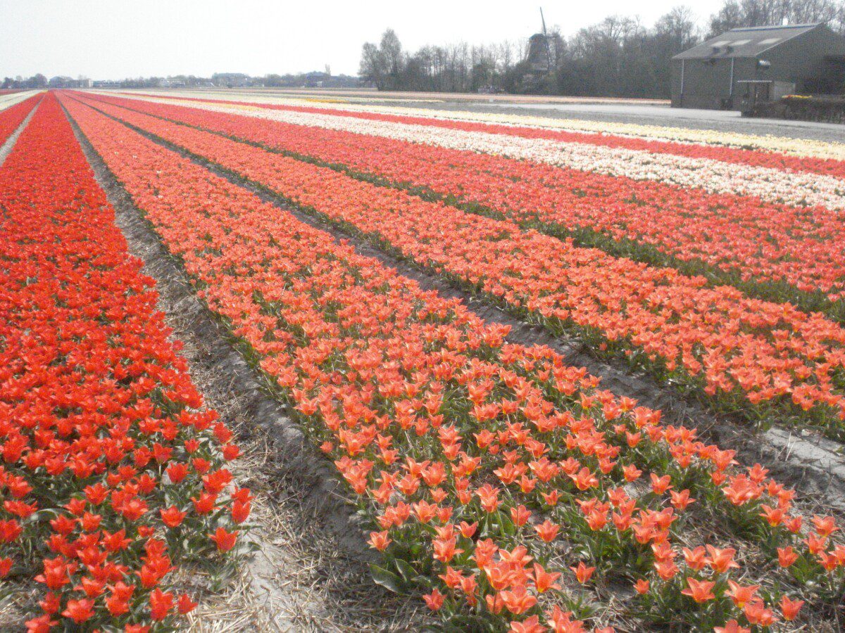 Keukenhof