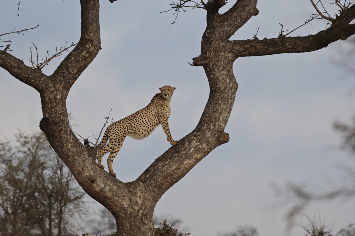 Sudafrica, a “caccia” di animali e.. foto Immagine