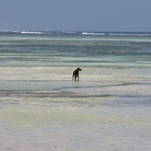 Autore Avatar