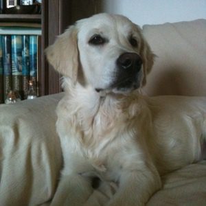 Autore Avatar