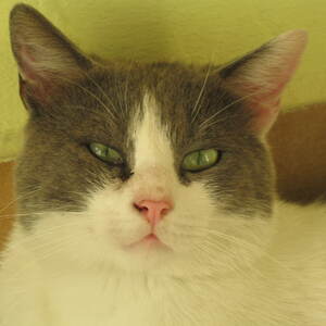 Autore Avatar