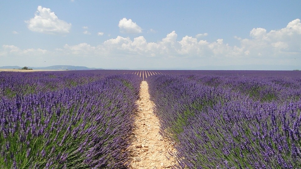 Cose che nessuno sa – Lavanda a Colazione