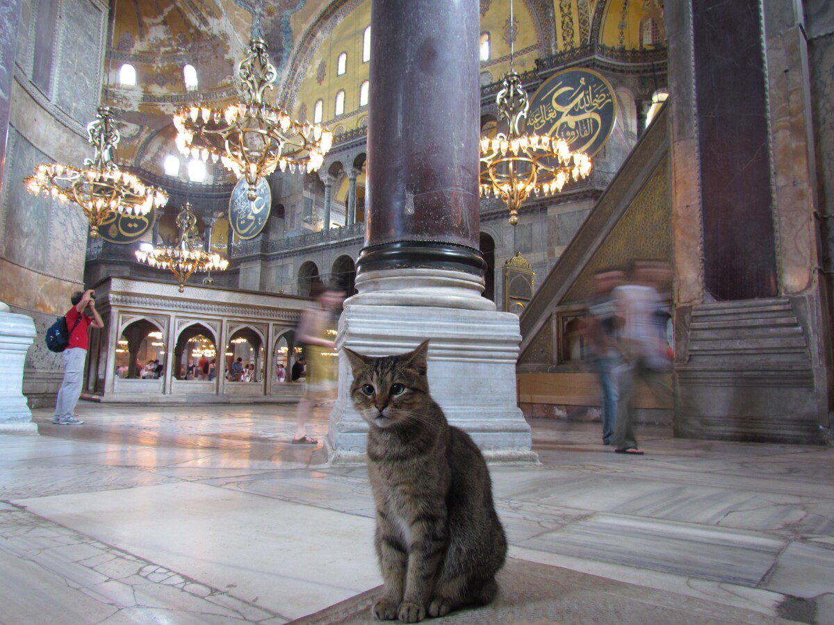 Da Tombili a Kedi, storia della città dove i gatti sono rispettati come  fossero delle divinità