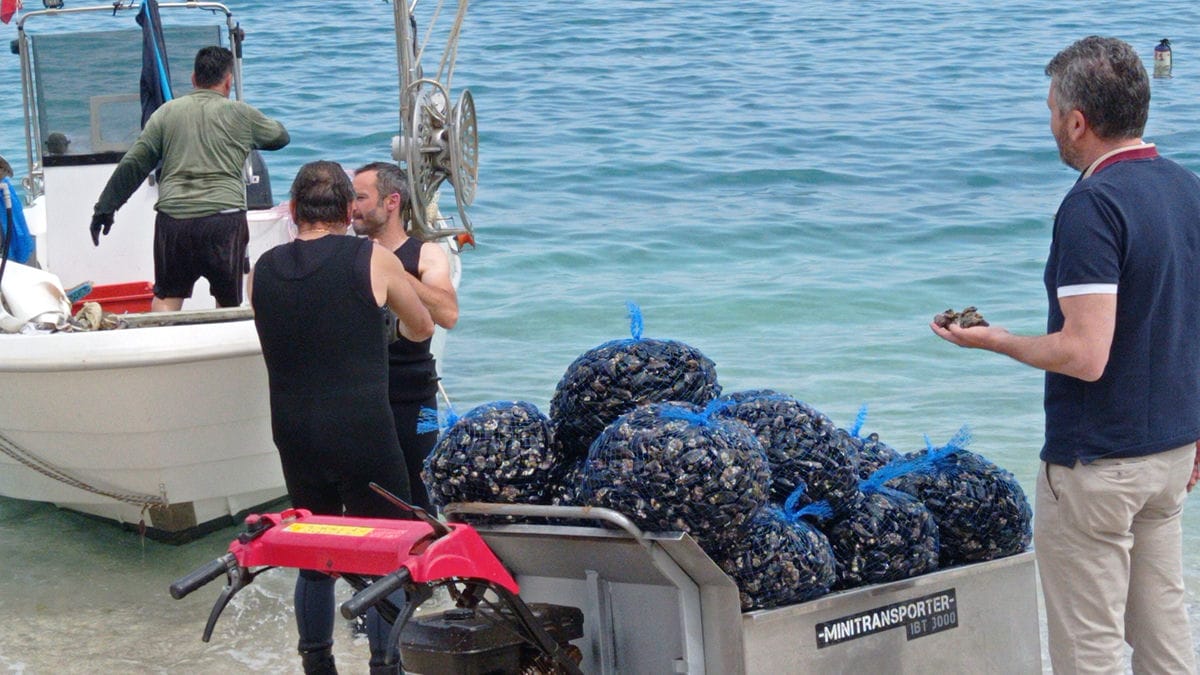 Mosciolo di Portonovo